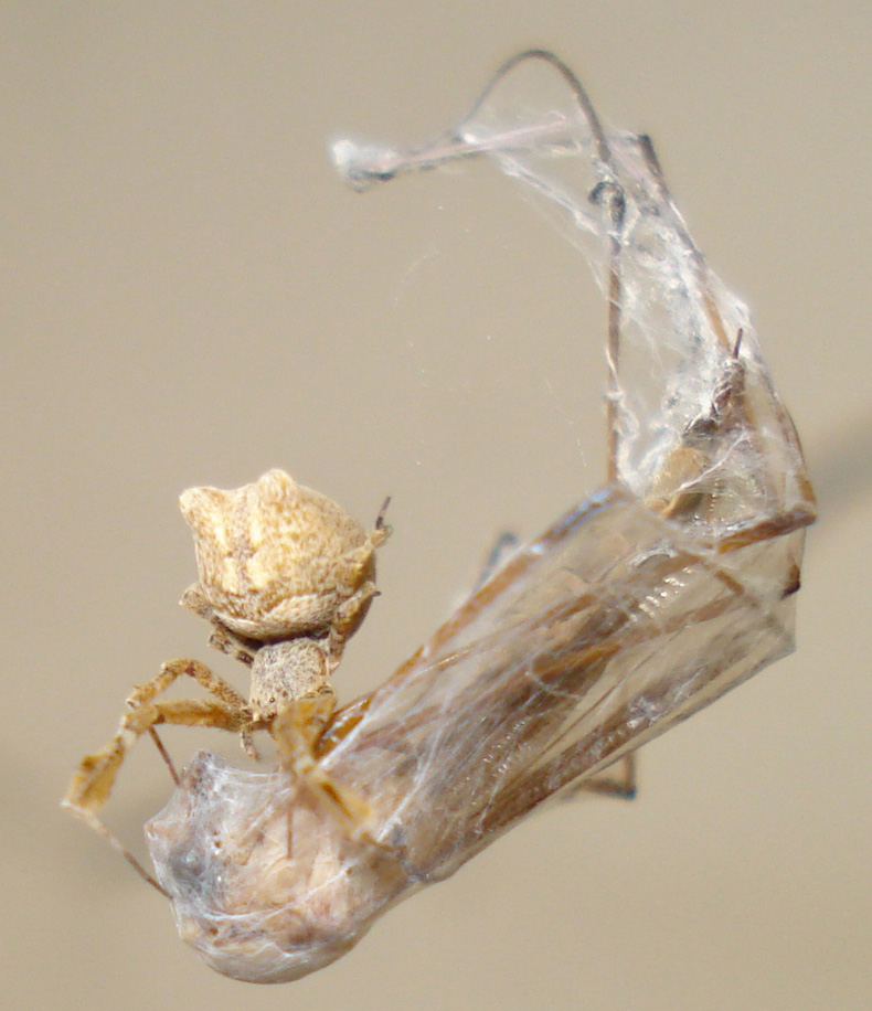 Uloborus plumipes che preda una Tipula - Anzio (RM)